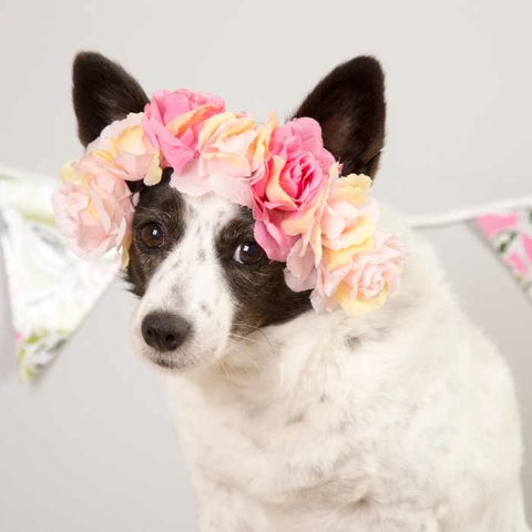 safe easter with dogs, celebrate easter with dog