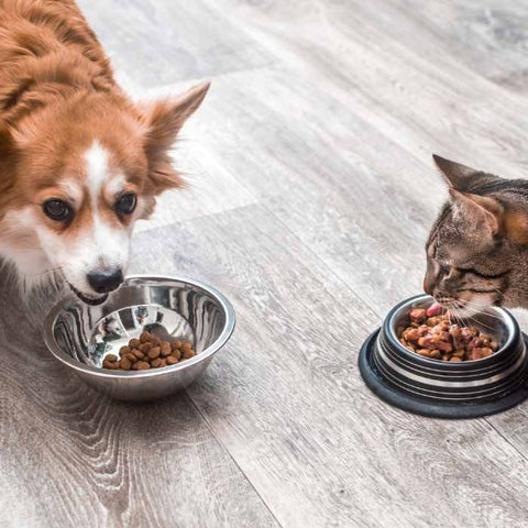 dog water bowl and food bowls for puppies, essentials for puppies