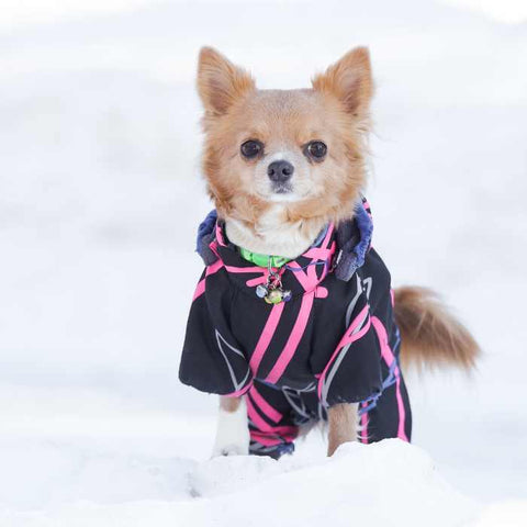 dog palm care guide in winter