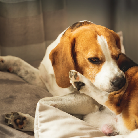 What Causes Allergies to Chicken in Dogs?