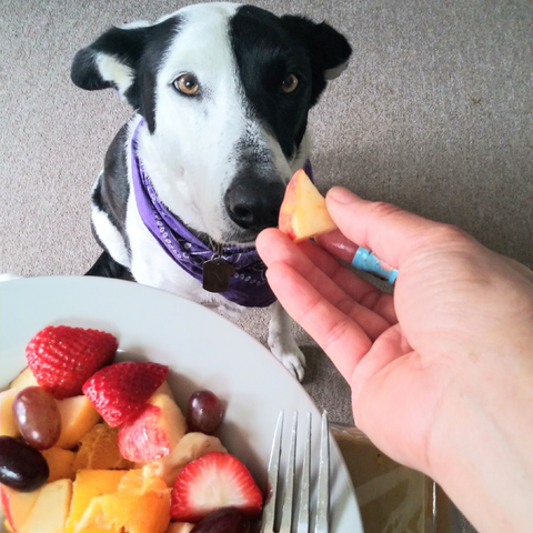 What Other Fruits Can A Dog Eat?