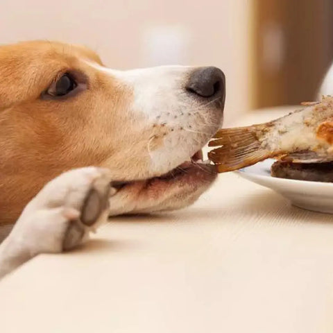 What To Do If Your Dog Steals Something?