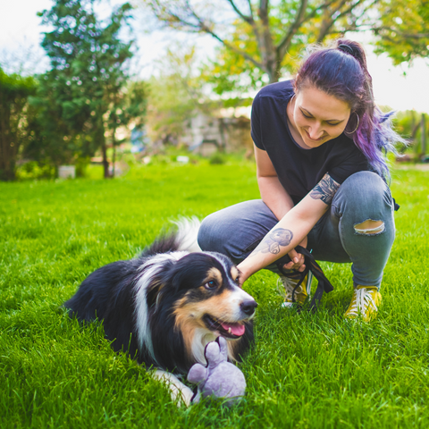 Alternative Food Options For Dogs With Chicken Allergies