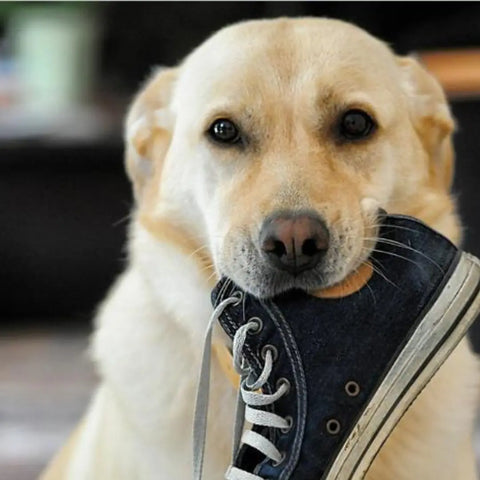 Why Do Dogs Take Things?