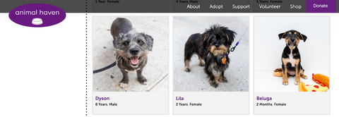 adopting pets at animal haven