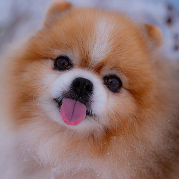 pomeranians losing fur, pomeranian health issues, pomeranian breed specific heath problems