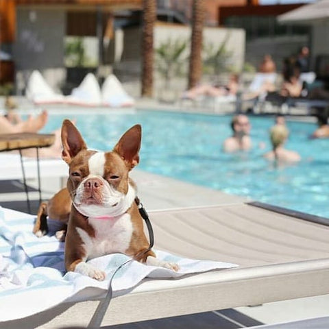 ARRIVE, Palm Springs, CA, pet friendly hotel in palm springs, pet friendly hotel in usa