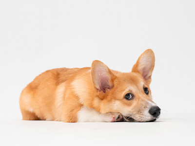 corgi puppy, baby corgi, puppy eyes
