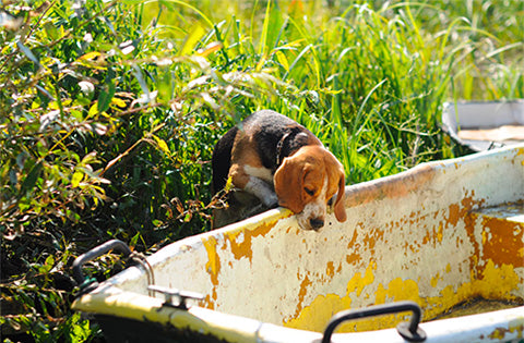 beagle bloodhound mix, beagle bloodhound life expectancy