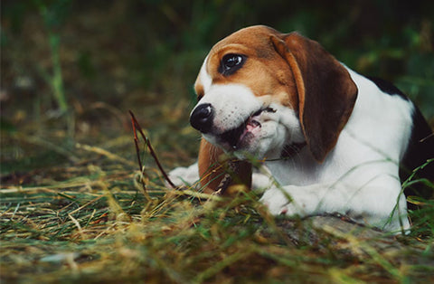 beagle & bloodhound mix, beagle & bloodhound mix breed characteristics, beagle & bloodhound mix sense of smell