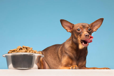dog with food
