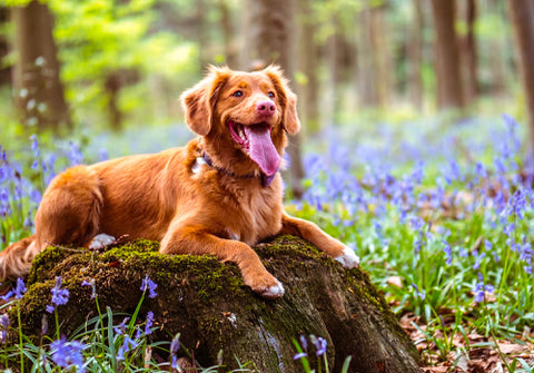 best dog shampoo ingredients, natural dog shampoo ingredients, happy dog in the woods