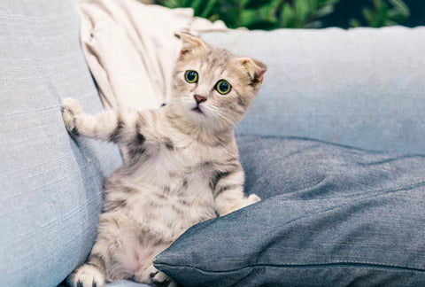 best dry shampoo for cats, best dry pet shampoo, best waterless pet shampoo, best waterless shampoo for cats