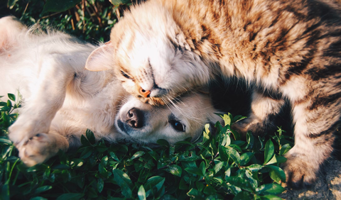 best friends cat and dog, cat and dog friendship, using cat shampoo on dog, using dog shampoo on cat