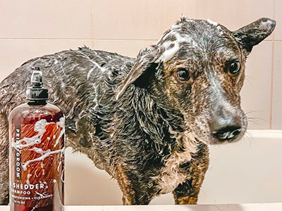 Dog taking shower with the Pride & Groom Shedder Shampoo