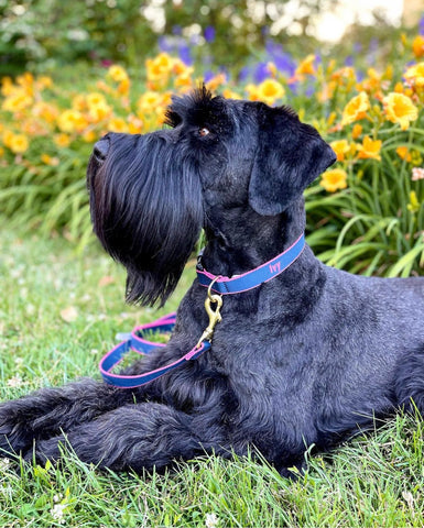 black dog with flowers