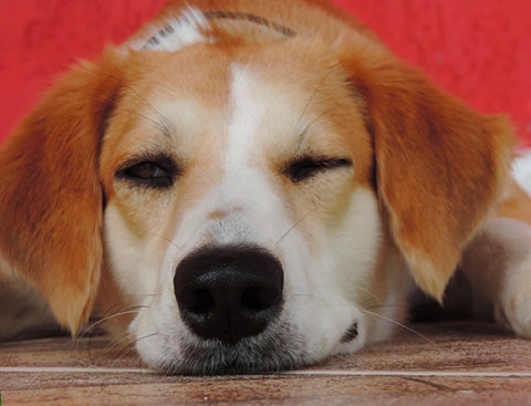blinking dog, dog sleeping with one eye open