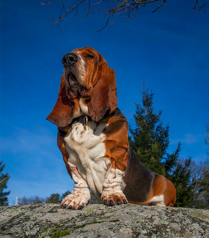 beagle & bloodhound mix, beagle & bloodhound mix health issues, beagle health issues, bloodhound health issues