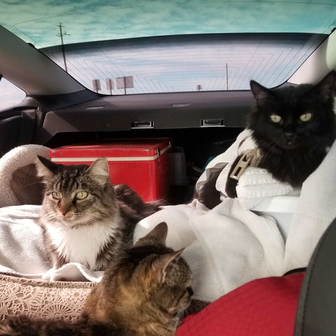 car travel in car