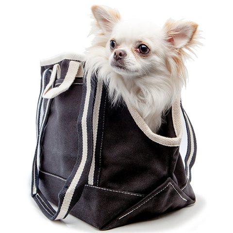 best dog carrier, city dog carrier