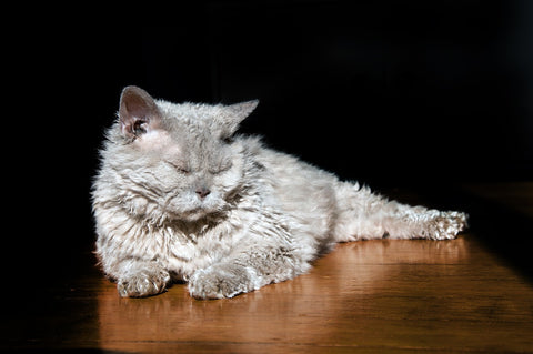 Selkirk Rex Cat Breed, curly hair cat breeds