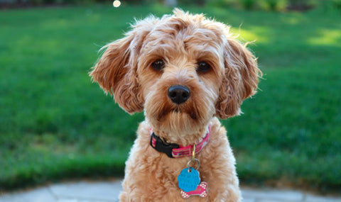 cavadoodle, dog breed guide