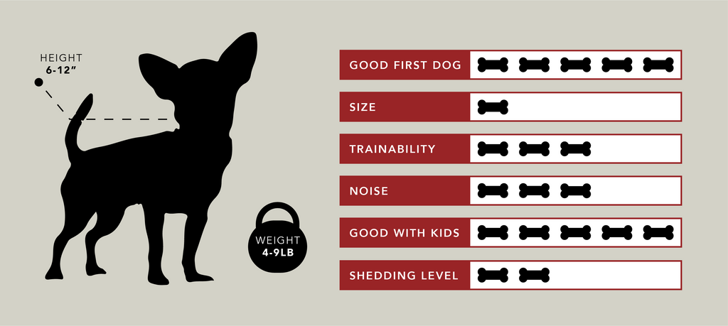chihuahua statistics, chihuahua traits, chihuahua information, chihuahua lifespan, chihuahua size