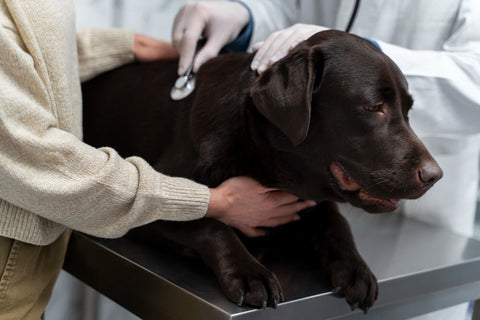 doctor checking up dog