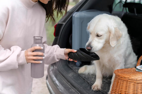 owner feeding dog