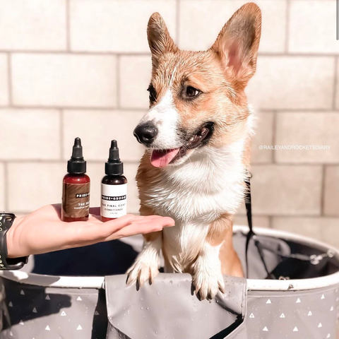 corgi while bath, wet corgi, corgi's favorite shampoo, best dog shampoo for corgi