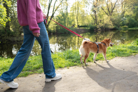 dog in leash