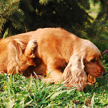 tick bite in dogs, fleas in dogs, cocker spaniel, dog scratching