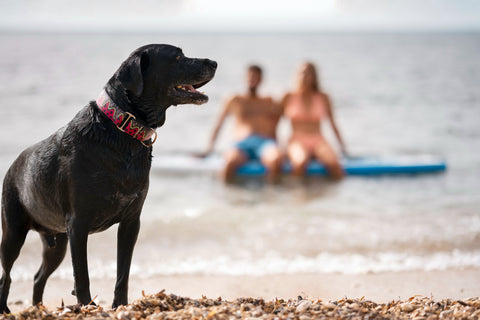 dog days of summer constellation,