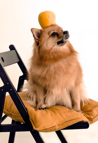 dog and apple, apple benefits for dogs