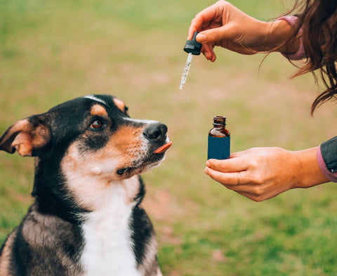 dog and cbd drops, how to choose best cbd drops for dogs