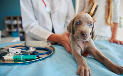 dog at vets