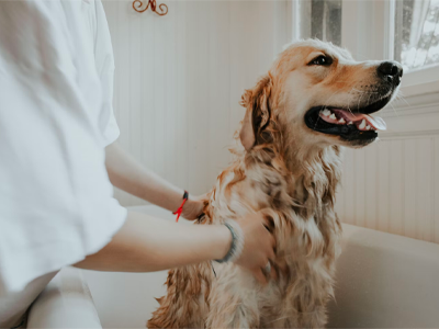 grooming dog at home, dog grooming at home tips, dog bath at home, retriever in the bath