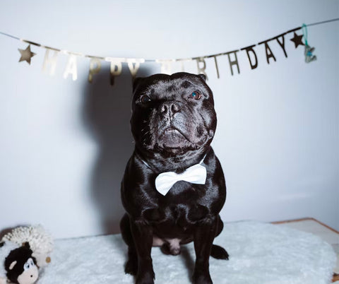 dog birthday party, photo wall