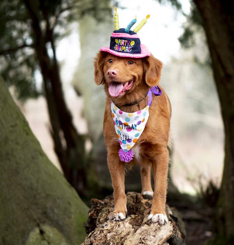 dog birthday party activities and locations, dog park