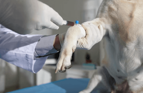 dog blood test for dementia