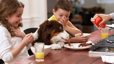 dog dining with family