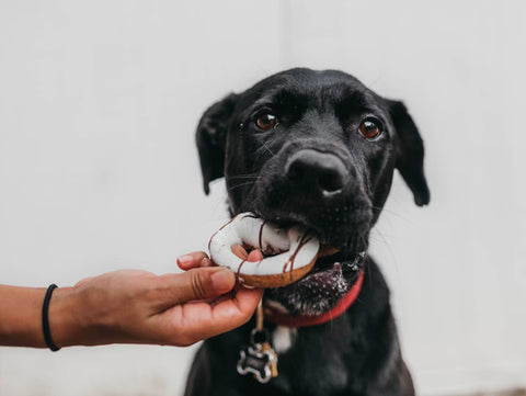 dog eating donut, food allergies are cause of dog scooting
