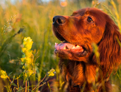 why dog eat grass, dog eating grass