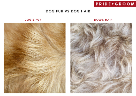 difference between dog's fur and dog's hair