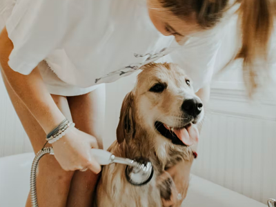 dog grooming at home comprehensive guide, dog bath, using human shampoo on dogs