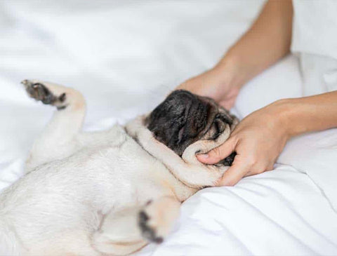 how to massage a dog