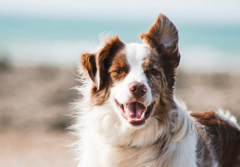 dog in the wind, dog skin needs, types of dog skin & coat