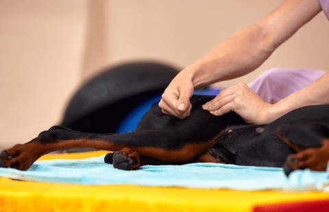 dog acupuncture therapy