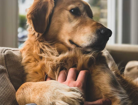 how to massage a dog, best dog massage techniques, what are the health benefits of massaging the dog