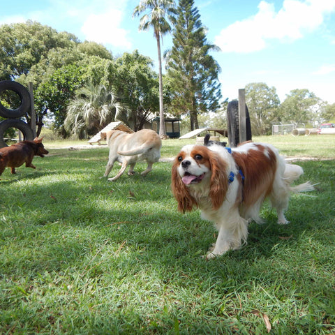 dog parks